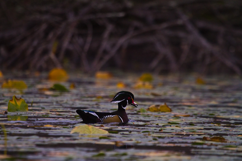 Wood Duck